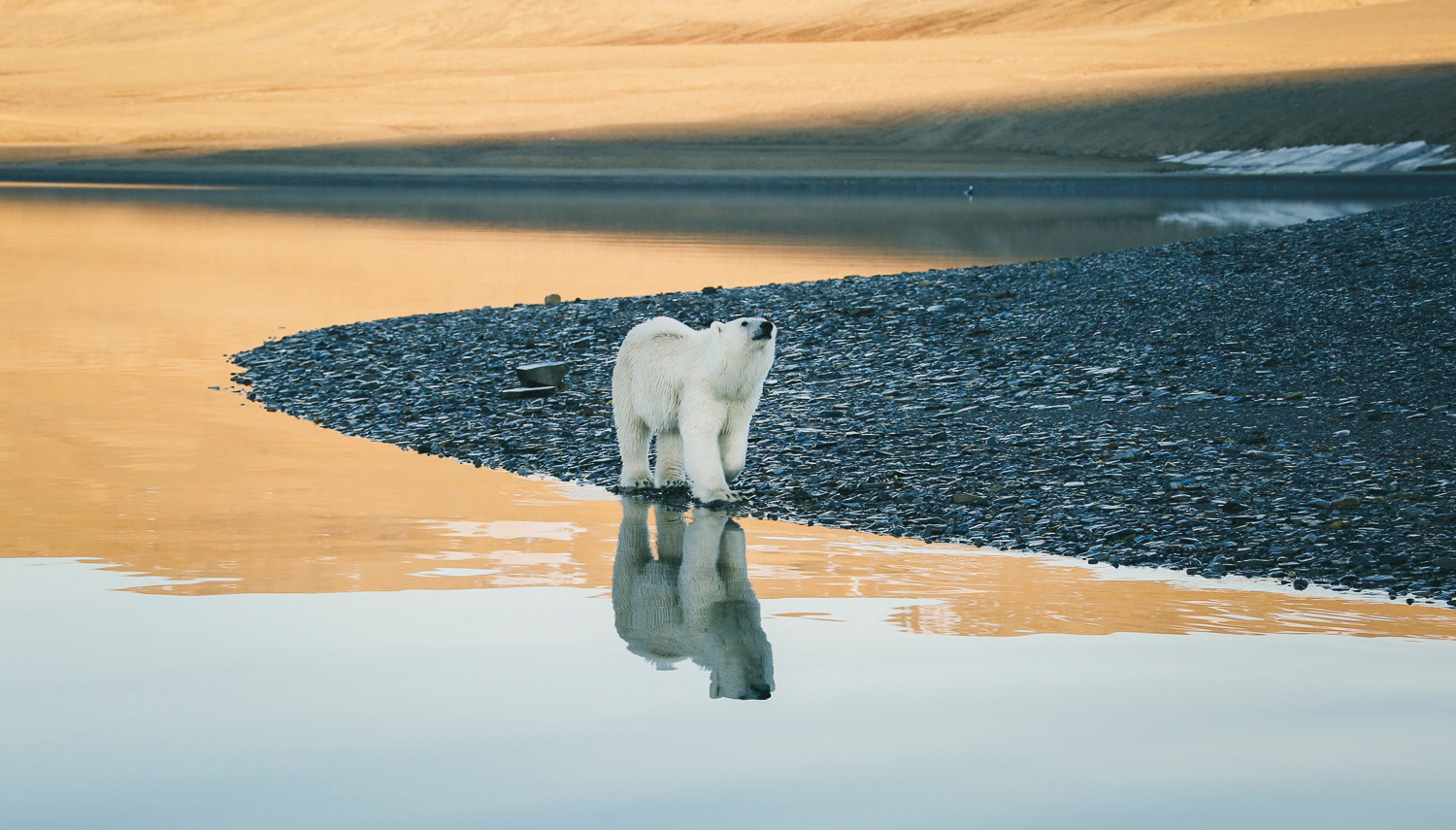 The Northwest passage - Discover the world - Latitude - Ice bear