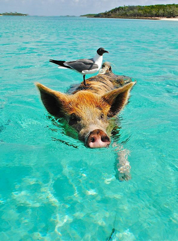 Enjoying the Bahamas Lifestyle - Famous swimming pigs - LeVen Yacht designed by Vripack.