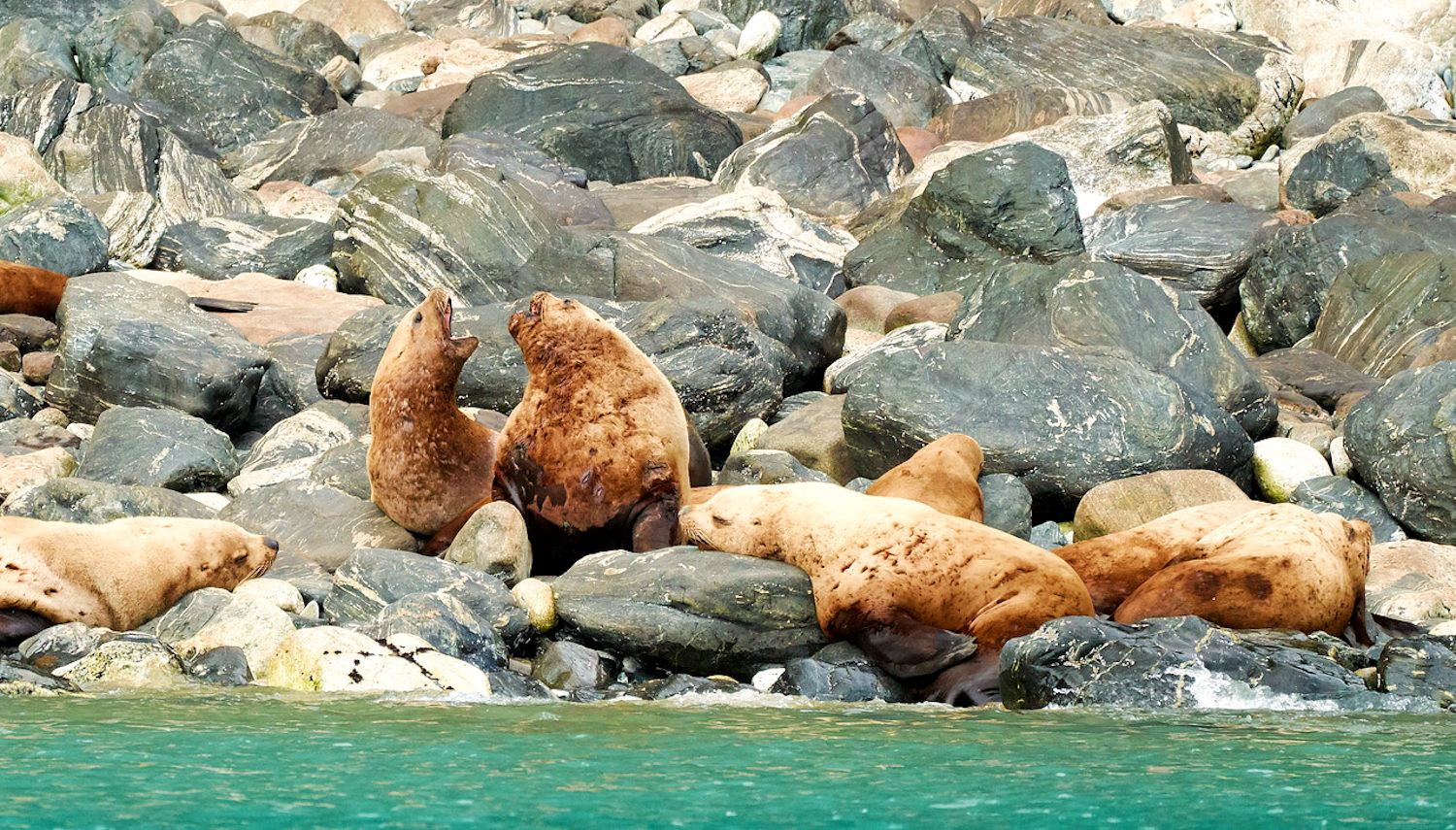 Vripack - Pioneer - Journey Alaska - Inian Island - Seals - Wildlife photography
