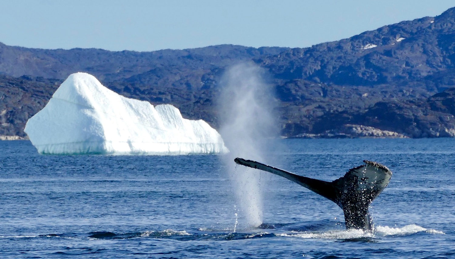 Vripack - Pioneer Explorer Yacht - Spotting whales - Journey of a lifetime