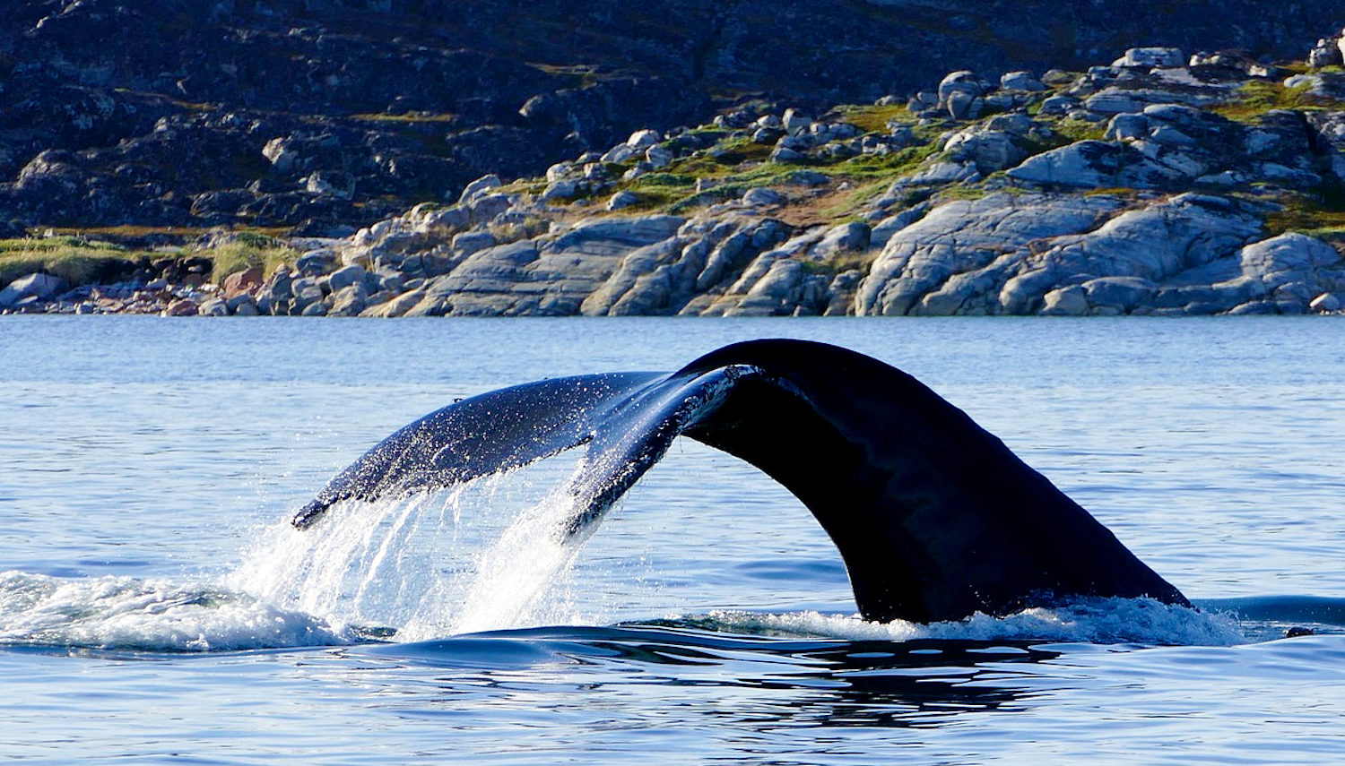 Vripack - Explorer Yacht Pioneer - Journey - Wildlife photography - Whales