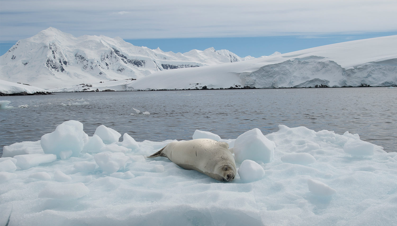 Vripack - Yacht Design - Gayle Force - Antarctica - Wildlife spotting - Nature photography - Journey of a Lifetime - Captain Scott - White seal